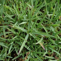 Dianthus freynii var. nana